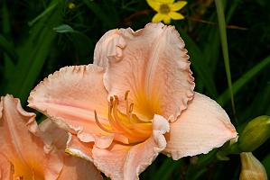 2025-07119517 Tower Hill Botanic Garden, MA